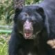Así fue la liberación más documentada de un oso andino en el Parque Nacional Natural Tamá tras once años de rehabilitación