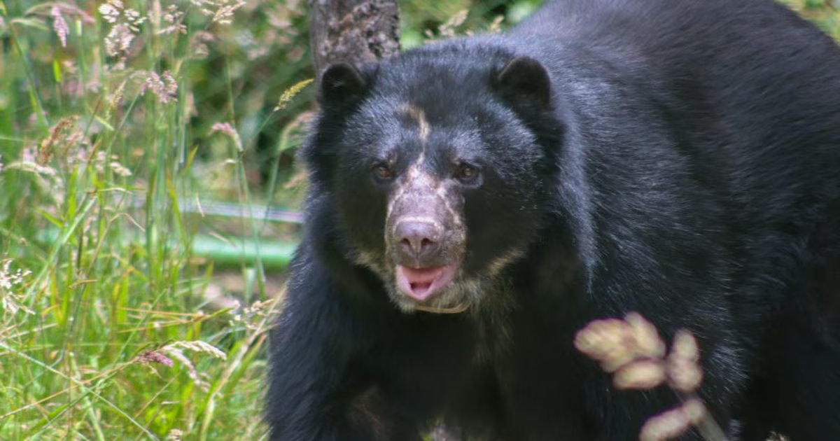 Así fue la liberación más documentada de un oso andino en el Parque Nacional Natural Tamá tras once años de rehabilitación