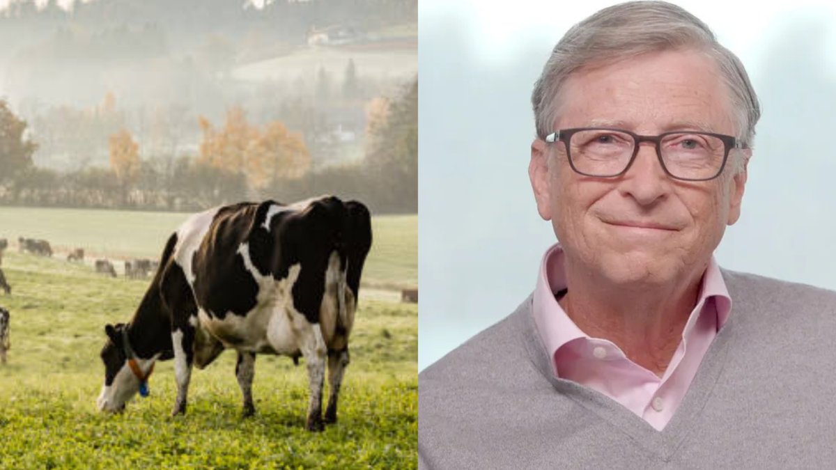 Bill Gates propone pasar de la producción cárnica tradicional a la artificial y vegetal