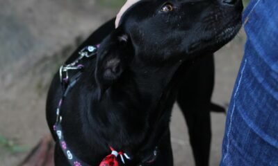 Cajas de compensación ampliarán su oferta con servicios para animales de compañía en el Sistema de Subsidio Familiar