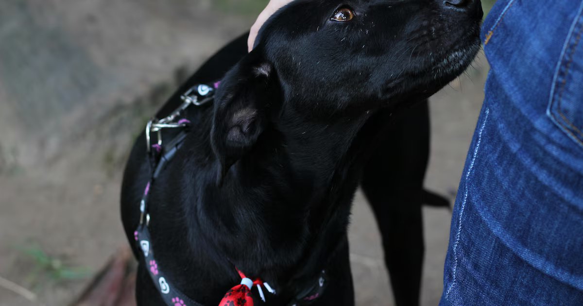 Cajas de compensación ampliarán su oferta con servicios para animales de compañía en el Sistema de Subsidio Familiar