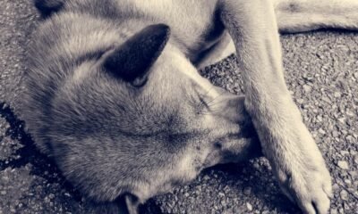 Capturan a joven por agredir con machete a un perro en Armenia: enfrenta cargos bajo la Ley Ángel