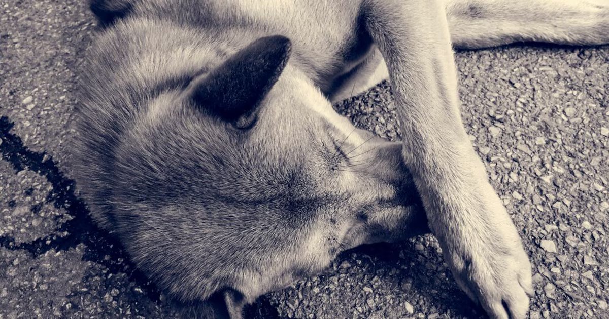 Capturan a joven por agredir con machete a un perro en Armenia: enfrenta cargos bajo la Ley Ángel