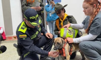 Coronel Bizcocho: con nuevo nombre y hogar, perrito brutalmente golpeado continúa su recuperación bajo custodia de la Policía de Antioquia
