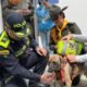 Coronel Bizcocho: con nuevo nombre y hogar, perrito brutalmente golpeado continúa su recuperación bajo custodia de la Policía de Antioquia