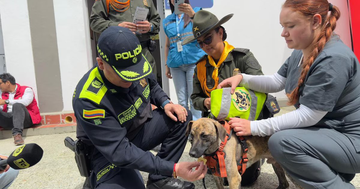 Coronel Bizcocho: con nuevo nombre y hogar, perrito brutalmente golpeado continúa su recuperación bajo custodia de la Policía de Antioquia