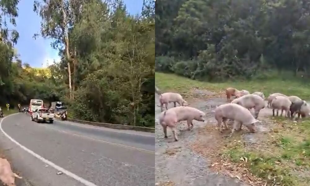 En Yarumal, Antioquia, camión cargado con cerdos se volcó y los animales caminaron despreocupados en la vía