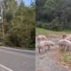 En Yarumal, Antioquia, camión cargado con cerdos se volcó y los animales caminaron despreocupados en la vía