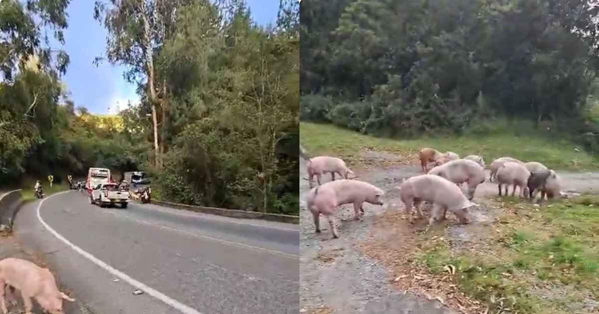 En Yarumal, Antioquia, camión cargado con cerdos se volcó y los animales caminaron despreocupados en la vía