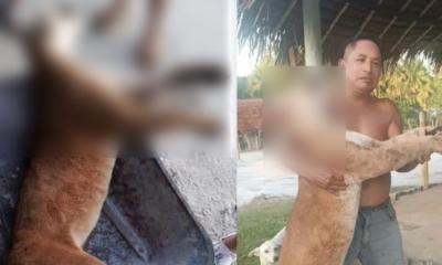 Indignación por asesinato de puma en Guainía: hombres se tomaron fotos con el cuerpo del animal