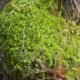 La extracción de musgo y orquídeas amenaza la regulación hídrica en Bogotá en los cerros orientales por temporada navideña