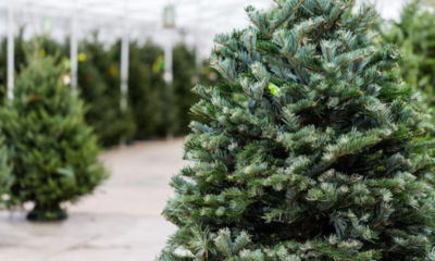 “Me devuelves esa vaina, olvídate tú”, se hace viral la reacción de un esposo luego de enterarse de que su pareja se gastó más de trece millones en un arbolito de navidad