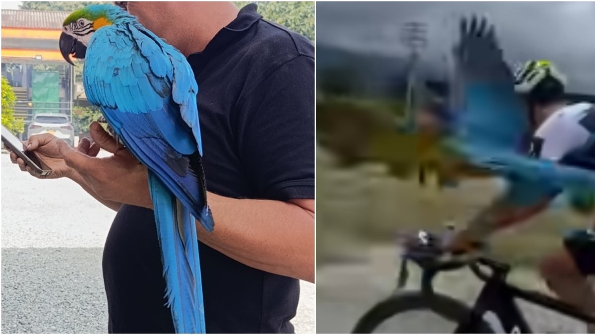 Tras denuncias de intento de hurto, protestas y alertas por tráfico de fauna silvestre, la guacamaya 'Lupita' está en custodia ambiental en el Quindío.