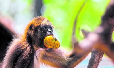 ¿Qué falta para que sea una realidad? Los detalles restantes del proyecto para reubicar el Zoológico de Barranquilla hacia la Ciénaga de Mallorquín.