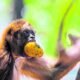 ¿Qué falta para que sea una realidad? Los detalles restantes del proyecto para reubicar el Zoológico de Barranquilla hacia la Ciénaga de Mallorquín.