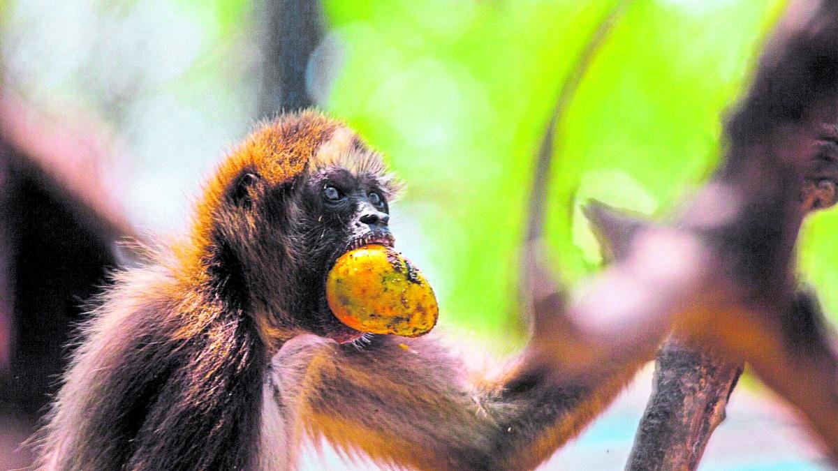 ¿Qué falta para que sea una realidad? Los detalles restantes del proyecto para reubicar el Zoológico de Barranquilla hacia la Ciénaga de Mallorquín.