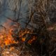 Incendio forestal en el Parque Isla Salamanca activa emergencia ambiental y moviliza a bomberos y Armada por riesgo sobre manglares y comunidades