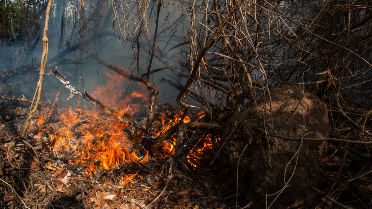Incendio forestal en el Parque Isla Salamanca activa emergencia ambiental y moviliza a bomberos y Armada por riesgo sobre manglares y comunidades