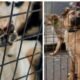 Alerta por envenenamiento masivo de mascotas en Montenegro, Quindío