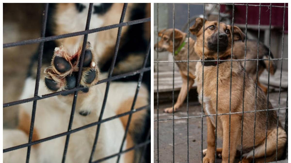 Alerta por envenenamiento masivo de mascotas en Montenegro, Quindío
