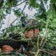 informes claves advierten masiva expansión de las disidencias Farc y del Clan del Golfo