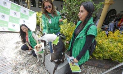 Prepárese para la primera gran jornada de adopción de perros y gatos de 2026 en el Centro Comercial El Edén