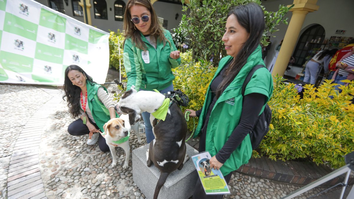 Prepárese para la primera gran jornada de adopción de perros y gatos de 2026 en el Centro Comercial El Edén