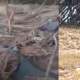 restos de misil estadounidense fueron hallados en la zona