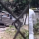 El conductor del carro también murió.