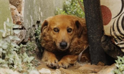 Suba, Engativá y Kennedy, las localidades con más reportes de animales afectados por pólvora en Bogotá