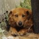 Suba, Engativá y Kennedy, las localidades con más reportes de animales afectados por pólvora en Bogotá