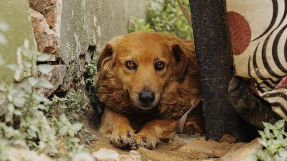Suba, Engativá y Kennedy, las localidades con más reportes de animales afectados por pólvora en Bogotá