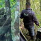 ¡Emotivo rescate! Osa perezosa de dos dedos y su cría, halladas en riesgo, regresa sanas a un bosque húmedo tropical en Pacho, Cundinamarca