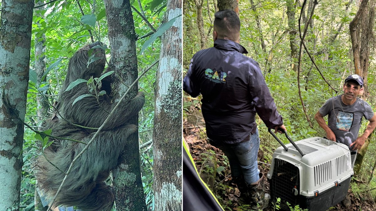 ¡Emotivo rescate! Osa perezosa de dos dedos y su cría, halladas en riesgo, regresa sanas a un bosque húmedo tropical en Pacho, Cundinamarca