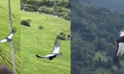En vídeo | El llamativo avistamiento en el Valle del Cocora: cóndor andino expandió sus alas y voló muy cerca de turistas, así se captó el momento