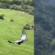 En vídeo | El llamativo avistamiento en el Valle del Cocora: cóndor andino expandió sus alas y voló muy cerca de turistas, así se captó el momento