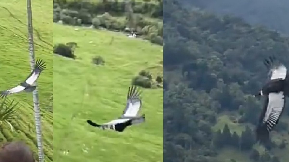 En vídeo | El llamativo avistamiento en el Valle del Cocora: cóndor andino expandió sus alas y voló muy cerca de turistas, así se captó el momento