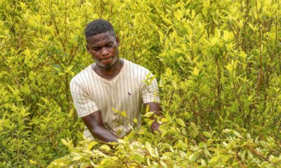 Comunidades étnicas de Tumaco, Nariño, cultivos erradican de hoja de coca para recibir predios