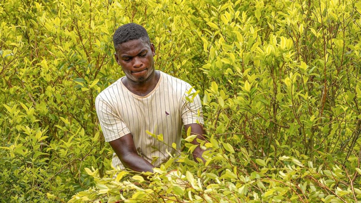 Comunidades étnicas de Tumaco, Nariño, cultivos erradican de hoja de coca para recibir predios