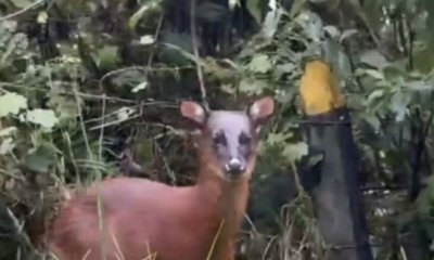 Imágenes captaron a un venado rojo andino en plena carretera del Tolima; el animal está en vía de extinción mientras los animales llaman al cuidado