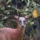 Imágenes captaron a un venado rojo andino en plena carretera del Tolima; el animal está en vía de extinción mientras los animales llaman al cuidado