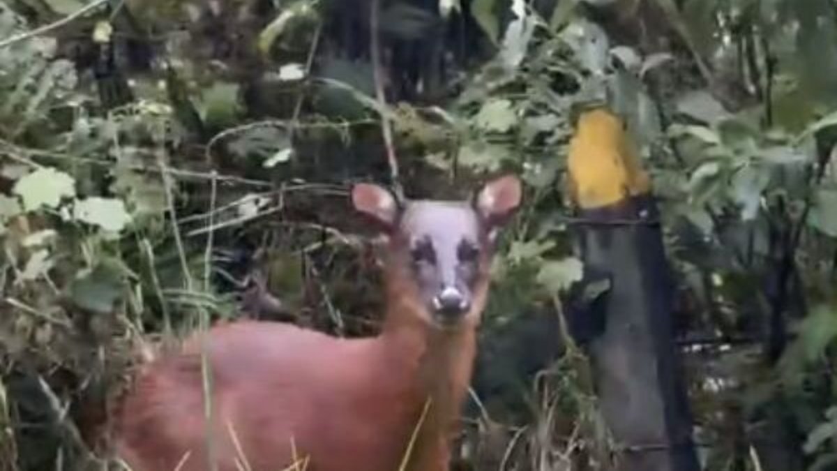 Imágenes captaron a un venado rojo andino en plena carretera del Tolima; el animal está en vía de extinción mientras los animales llaman al cuidado