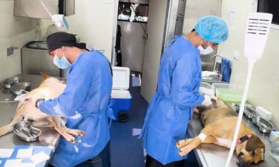 el Valle le apuesta a una protección animal con leyes, ciencia, educación y sostenibilidad económica