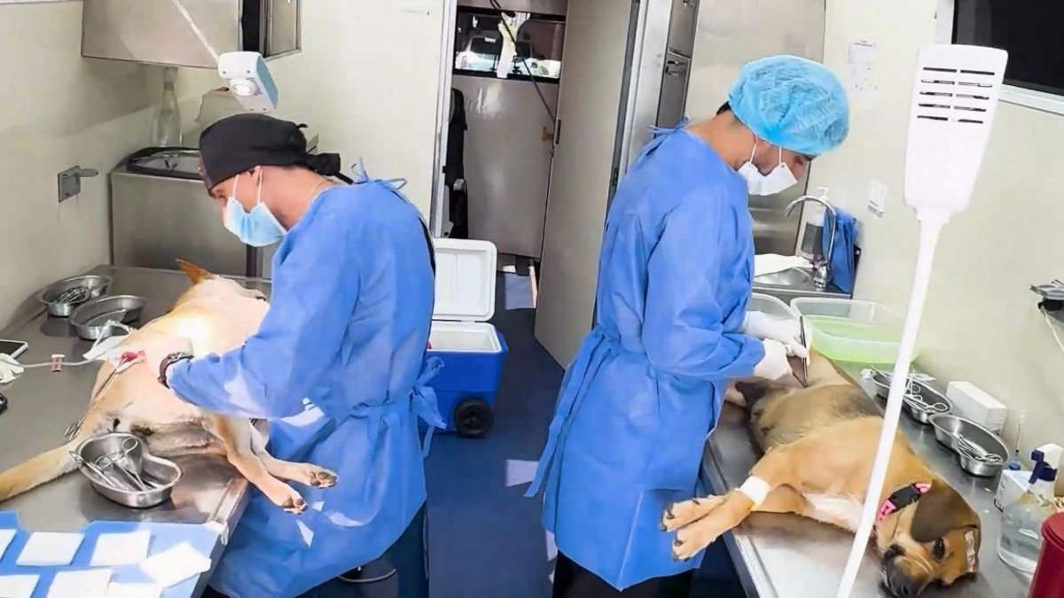 el Valle le apuesta a una protección animal con leyes, ciencia, educación y sostenibilidad económica