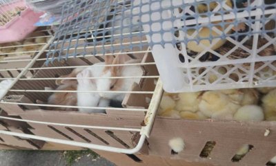 Bogotá rescata más de 400 animales vendidos ilegalmente en el Festival de Reyes Magos