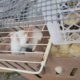 Bogotá rescata más de 400 animales vendidos ilegalmente en el Festival de Reyes Magos