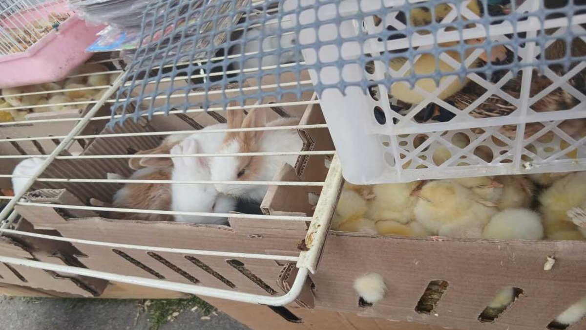 Bogotá rescata más de 400 animales vendidos ilegalmente en el Festival de Reyes Magos