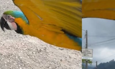Perdió varias de sus plumas.