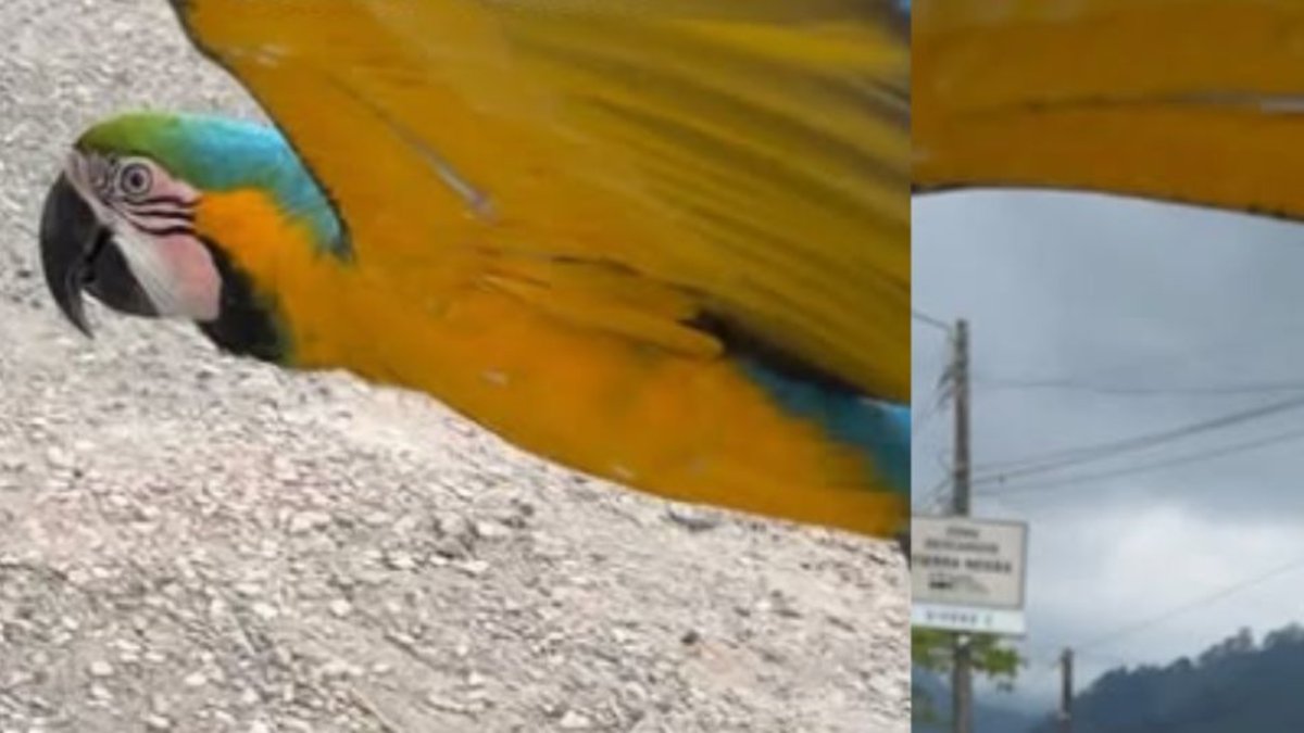 Perdió varias de sus plumas.