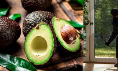 Capturan a un hombre de 37 años que se robó 50 kilos de aguacate en una finca de Manizales